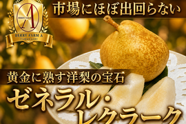 【市場に滅多に出回らない】銀座千疋屋元チーフパティシエ監修【果匠ブランド洋ナシ】黄金に熟す洋梨の宝石🍐ゼネラル・レクラーク🍐約1.5kg【秋ギフト】【2026年10月下旬予約】