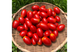 希少な【自然栽培】のミニトマト【アイコ赤】（1kg）