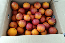 樹上完熟ブラッドオレンジ：モロ、農薬不使用栽培、宇和島段畑そだち（2kg/箱）