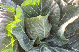 冷蔵便★平さんちのグリーンボール※6個入り★100㎝サイズ満杯