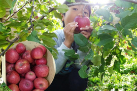 【最終出品】サンふじ　家庭用　約3.5キロ　極小玉・葉とらず【JA基準より60％減の低農薬栽培】