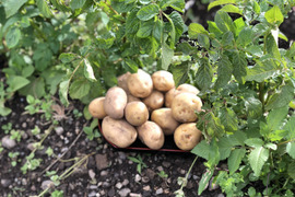 じゃがいも食べ比べセット1.5kg