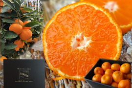 とろける甘さ！濃厚ハウスみかん！薄皮で果汁たっぷり！冷蔵庫でキンキンに冷やしてやみつき！ネットで話題のブランドみかん！「蜜ツ星（みつぼし）」　黒の化粧箱　バラ詰め　約１．８ｋｇ【商品番号26】