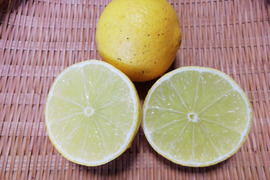 タヒチライム（完熟）１㎏【農薬化学肥料不使用】【あわせ買い可】【熨斗(のし)対応可】