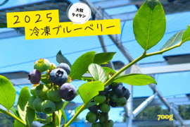 ☆令和7年 生ブルーベリー☆農薬不使用 3きえ シンシン ☆令和7年 生ﾌﾞﾙｰﾍﾞﾘｰ☆農薬不使用 3㌔の通販 by ☆Berry☆'s