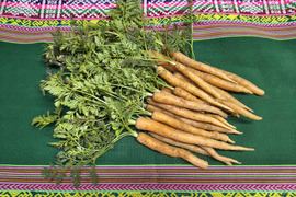 愛情たっぷり育てた寒締め葉つきミニ人参700ｇ★パチャママ農園