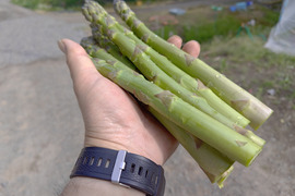 【朝採れ当日発送】北海道産露地グリーンアスパラ 2kg｜野菜ソムリエサミット受賞　L・M混合 2kg