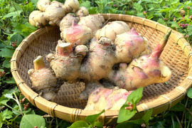 【高知県産】新生姜　1㎏【2025年10月】＃栽培期間中農薬・化学肥料不使用