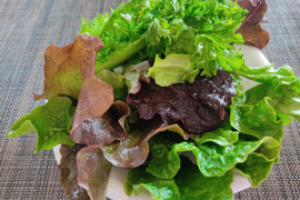 ✨シャキシャキ食感！朝どれ✨ミックスレタス600g（150g×4袋）農薬・化成肥料不使用✨