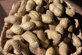 乾燥生落花生1kg【ジャンボピーナッツ・極大粒・殻付き】【農薬・化学肥料不使用】【天日乾燥】【令和6年・岐阜県産】