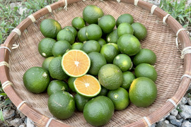 自然農｜すだち・かぼすのように搾る「青い温州みかん」2kg