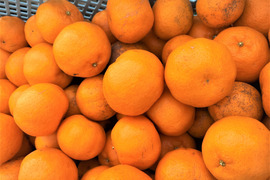 訳あり　ポンカン　外観不良あり【約５㎏】サイズ混合