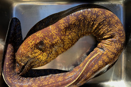 朝取れ発送！海のギャング！ウツボ１匹　中サイズ物　丸々１匹送ります