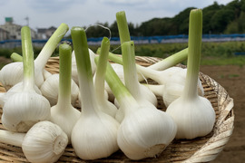 【千葉県産】【希少！】ホクホクみずみずしい生ニンニク(1kg)