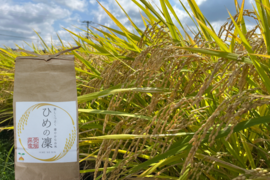 【夜市限定】大粒で甘みのあるお米✨10㎏ 令和6年産｢ひめの凜｣