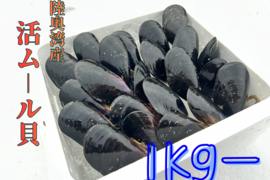 【天然✨陸奥湾産】活ムール貝【1Kg〜】
