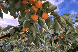 《希少》四ッ溝柿 （抜き柿 16〜20個）