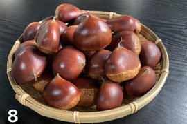 宮崎県産 栗 約10キロ 品種 筑波 c img_7f7c75529c3a309b9cb50bf09c