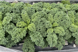 【栽培期間中 農薬・化学肥料不使用】サラダ・スムージーに使いやすい カリーノケールHG 約1kg