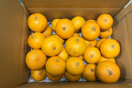 鹿児島県産「清見オレンジ」5㎏＋オマケ2種