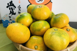 昔懐かしいみかん【極早生みかん】柑橘シーズン最初の品種!ご家庭用（6kg）