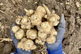菊芋(キクイモ）農薬・化学肥料不使用　1.5kg　☆数量限定