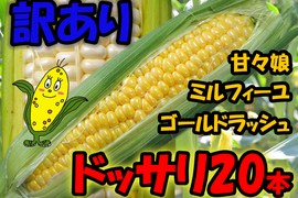 【B品20本程】訳ありですが味や抗酸化パワーは同じトウモロコシアソート 希少種ミルフィーユ 甘々娘 ゴールドラッシュ 日光産 ドカーンと段ボール満載で発送!