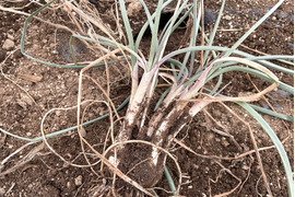 【当日掘り・土付き】自然栽培らっきょう 5kg｜栽培期間中農薬不使用｜宮城県産｜産地直送