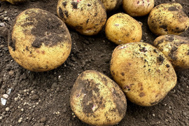 ホックホクの代表種!!【皮ごと食べれる新ジャガイモ】キタアカリ 約4kg分【夏ギフト】
