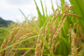 【令和7年 新米】【玄米】岡山県産 にじのきらめき 虹のきらめき 4.5kg 2025年度