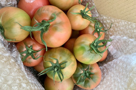 【大容量・超訳アリ】2.8kg 凝縮大玉塩フルーツトマト