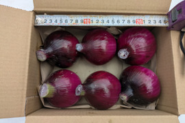 【訳あり】鮮やかな赤玉ねぎ レッドスター玉葱　福岡産　4kg　大玉のみ