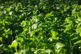 小松菜　300グラム