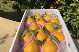 数量限定！【お歳暮】冬の味覚の大人気！熊本名産『不知火柑』10～12玉 化粧箱入り〘ハウス栽培〙もちろん自宅用やギフトにも！とっても爽やかジューシー♪ 【冬ギフト】