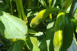 朝採れ そら豆【清水一寸】3.4kg　農薬・化学肥料 不使用