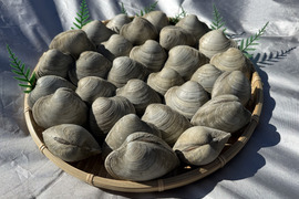 船橋三番瀬ホンビノス貝　
(千葉ブランド水産物認定品)
 1個50g〜100g  5kg