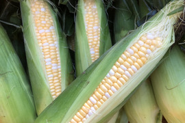 ミルキーなトウモロコシ🌽　< ドルチェドリーム >  5kg  (3L〜4Lサイズ　10〜11本)