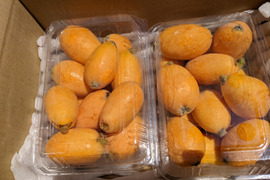 【数量限定】🍋びわ　小玉Mサイズ〜中玉Lサイズ（大きさ不揃い）約５００g(最低数量１５個〜)