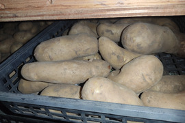 🥔農薬・化学肥料不使用「メイクイーン」3kg　MとLサイズのミックス🥔