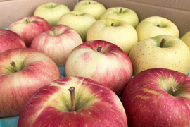 良品りんご2種類食べ比べセット10kg 贈答用にもおすすめ🍎🍏ネオニコフリー・化学肥料不使用・低農薬で特別栽培認証取得✨キズなし良品🎁ギフト・おもてなしにもおすすめです😊