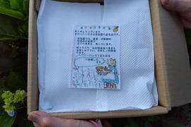 【農薬・肥料・除草剤不使用】朝摘みブルーベリー(1kg)