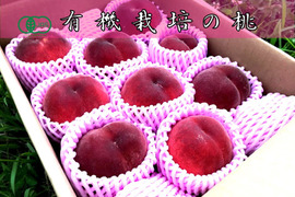 【沖縄向けクール便】【有機栽培の美味しい桃約4kg（第一期）】自然に優しく希少でジューシーな天然桃(12～15個入)！