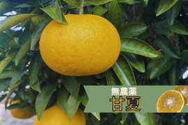 【栽培中農薬不使用】
甘夏　箱込み4500g以上　２L～４Lサイズ（300g〜450g）ワックス不使用