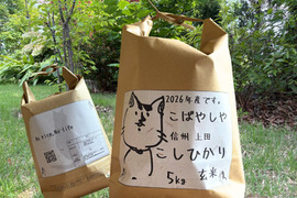第１次予約‼️　もっちもちの26年度産新米!!　信州上田産コシヒカリ玄米5kg おむすび お弁当に　令和8年 農家直送