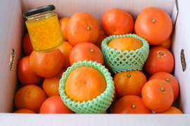 【3箱まとめ買い】【福袋】完熟みかんや希少柑橘の食べ比べにジャムも！12月下旬の年内発送！家族でワイワイ♪♪「旬のこだわり柑橘食べ比べ福袋」家庭用　約3kg入3箱セット【商品番号1102-3k-3】