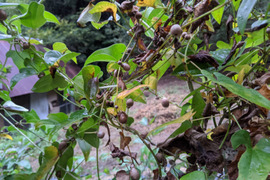 【今季、完売御礼】山菜の王者　自然薯　むかご　300g