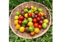 希少な【自然栽培】のカラフルトマト【3〜4種】（1kg）