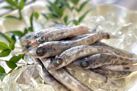 春の生活応援！特別価格【かわいい子ボッチには手をかけろ】食べて美味しい！メヒカリ小800g