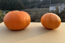 愛媛が誇る高級柑橘”ふぞろいの小さな甘平ちゃん”5kg