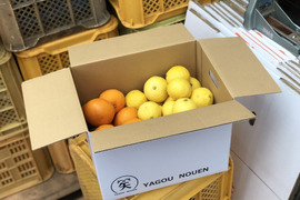 【初回限定BOX】数量限定！「ゴールデンオレンジ（黄金柑）」と「清見オレンジ」の食べ比べセット 3kg